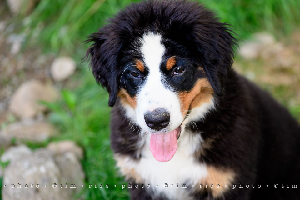 Yr7•251-366•2442•Josie