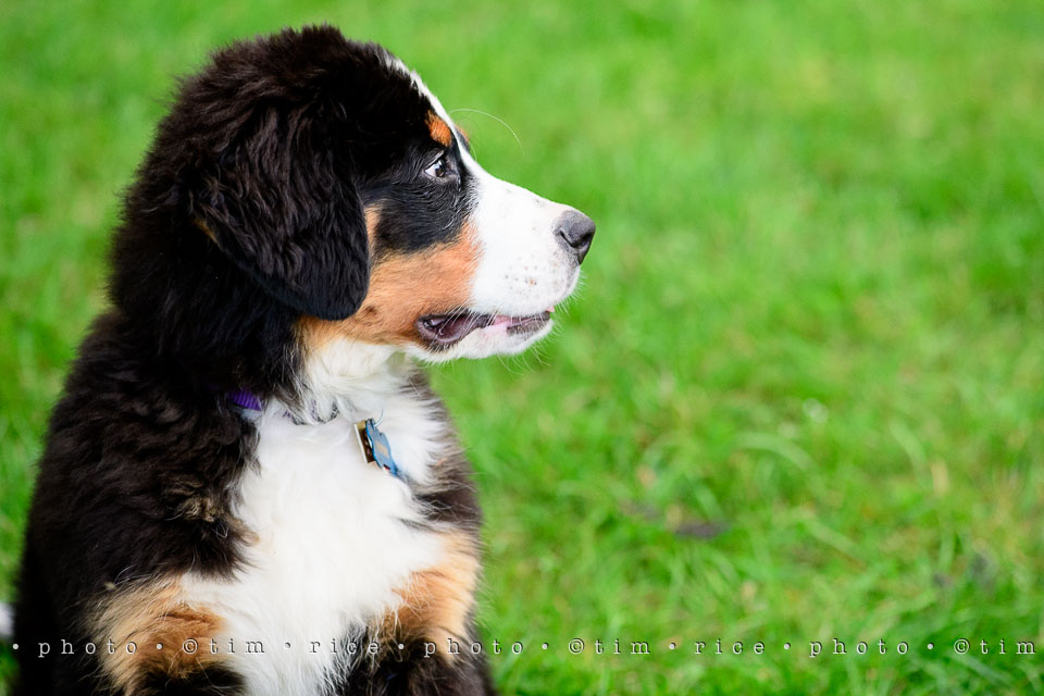 Yr7•252-366•2442•Josie