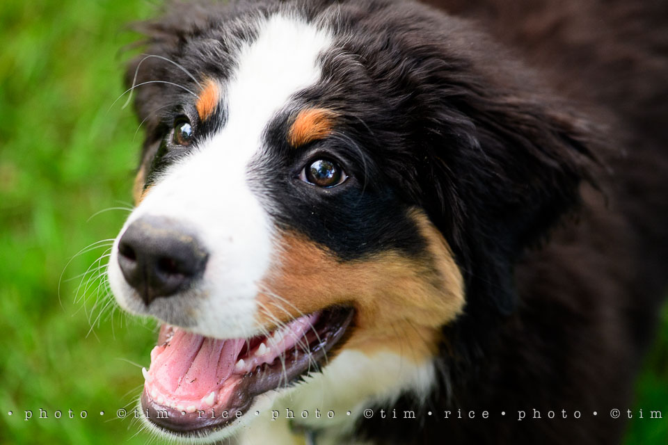 Yr7•253-366•2442•Josie