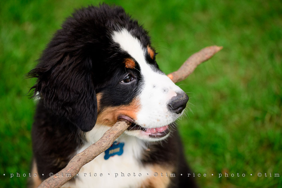 Yr7•254-366•2442•Josie