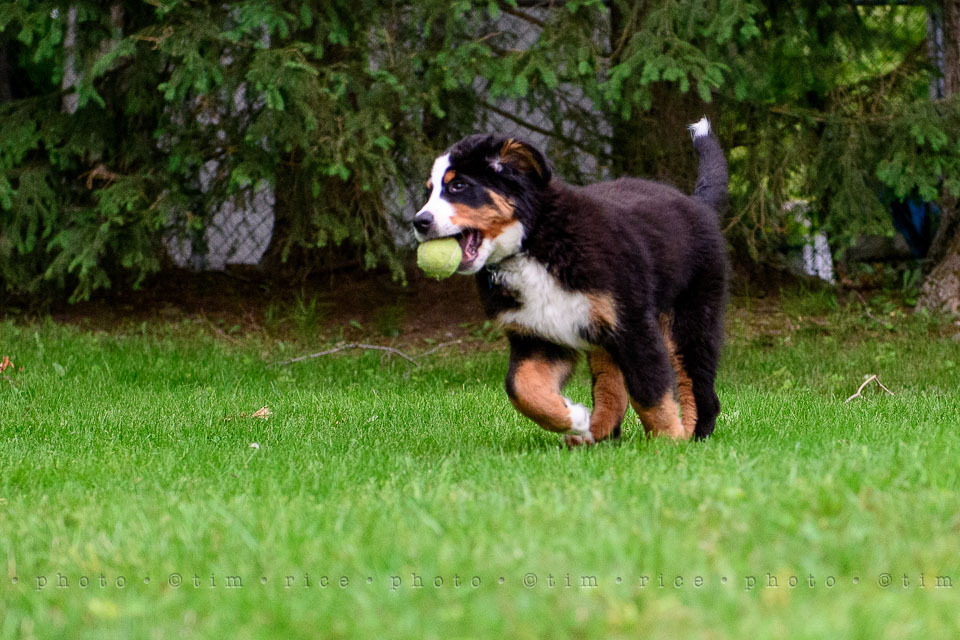 Yr7•256-366•2447•Josie at 14 Weeks