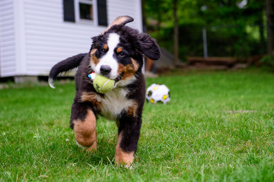 Yr7•257-366•2447•Josie at 14 Weeks