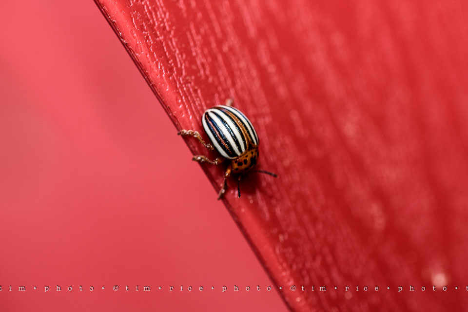 Yr7•261-366•2452•Bug On Line