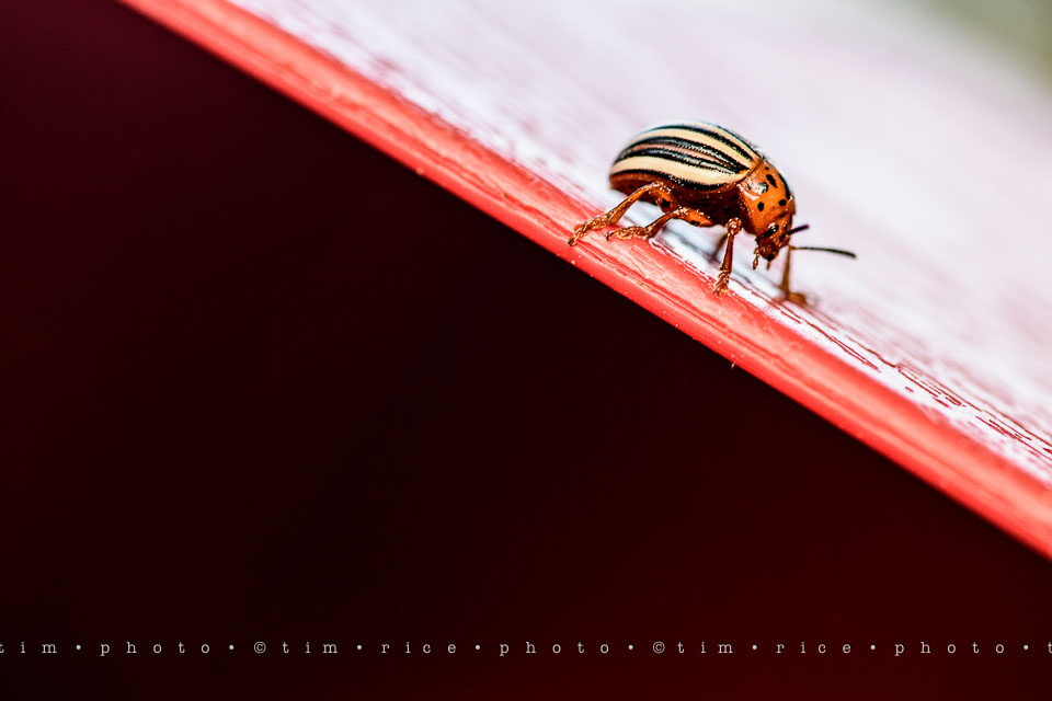 Yr7•261-366•2452•Bug On Line