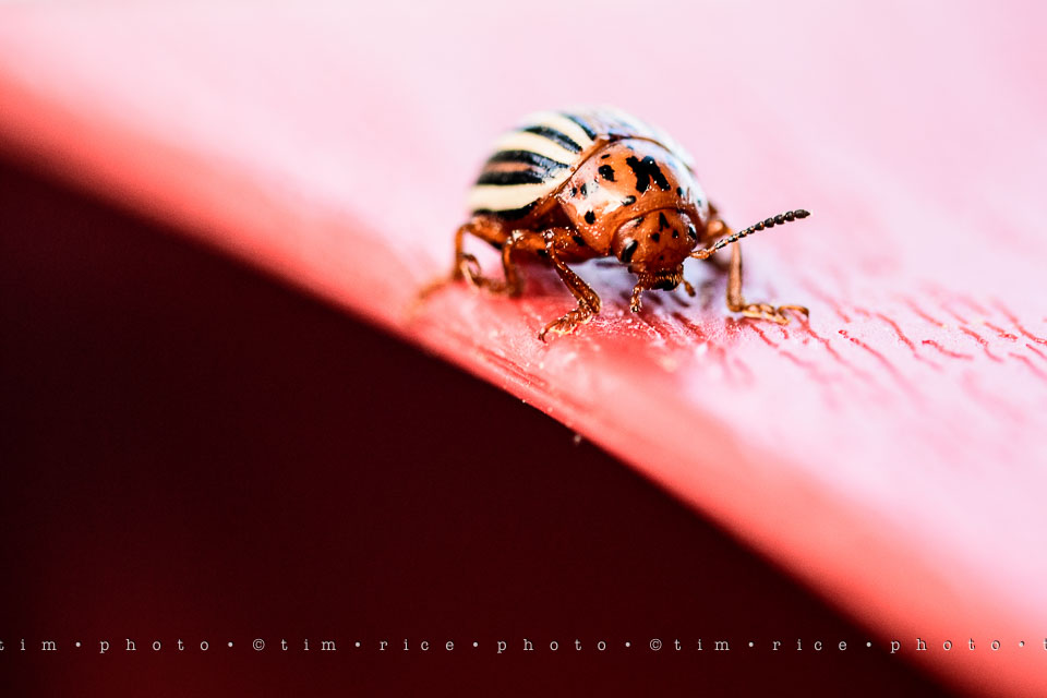 Yr7•262-366•2452•Bug On Line