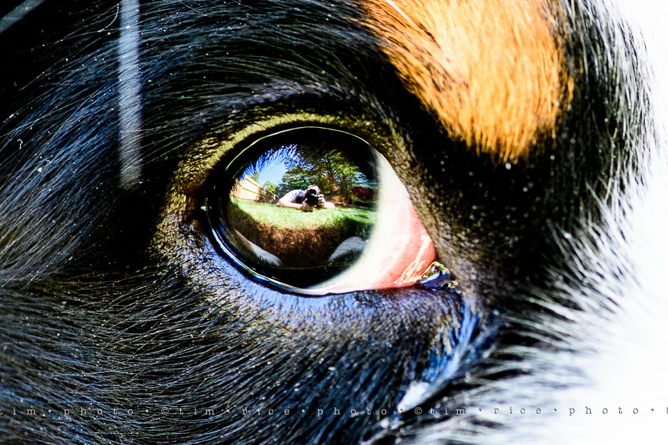 Yr7•264-366•2455•In a Dog's Eye