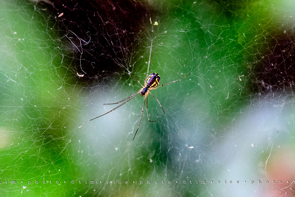 Yr7•269-366•2460•Chaotic Spider