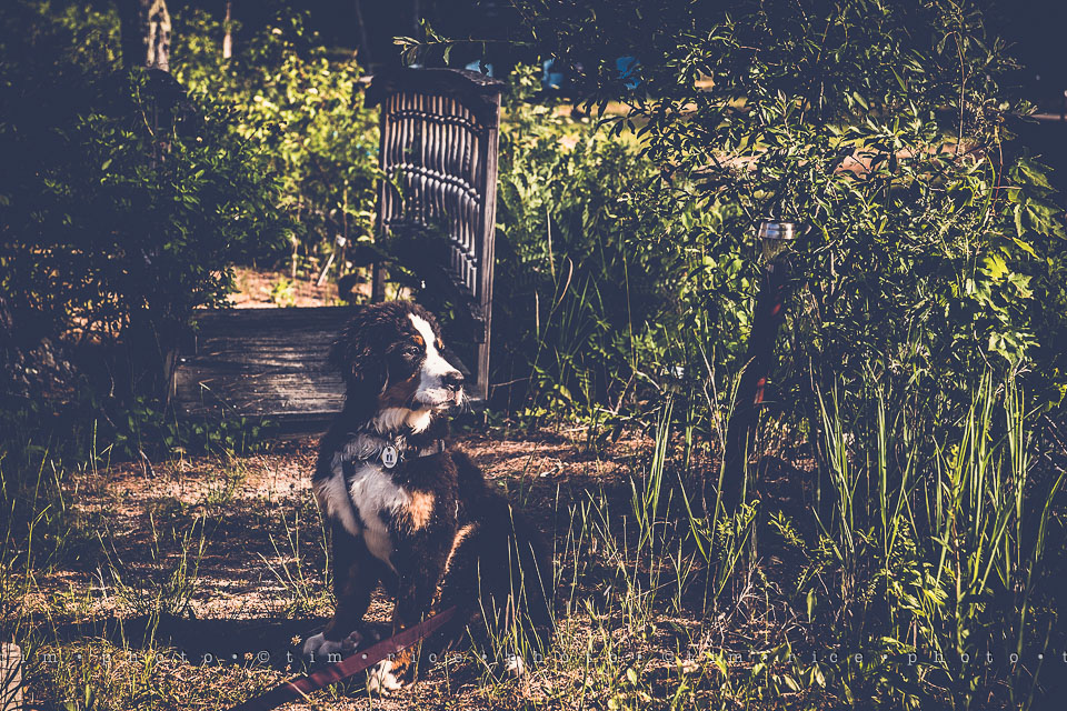 Yr7•276-366•2460•Chaotic Spider