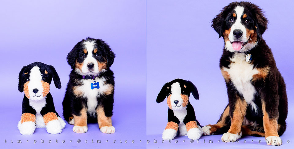 Yr7•280-366•2471•Josie at 4 Months