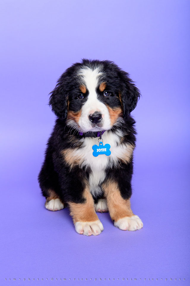 Yr7•280-366•2471•Josie at 4 Months-2