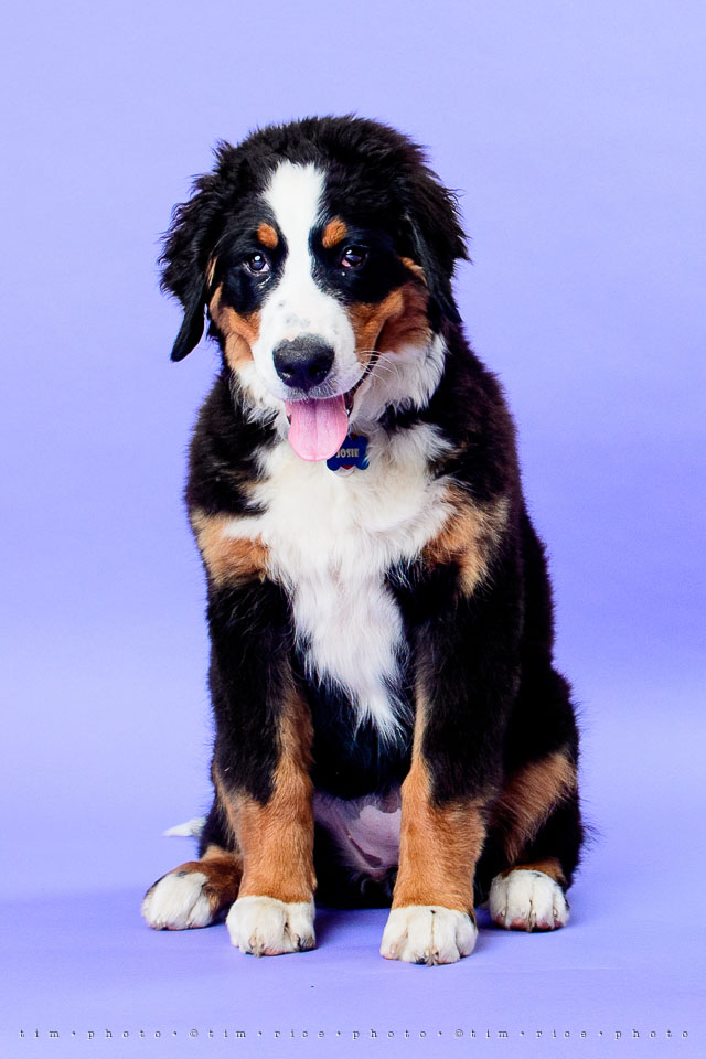 Yr7•280-366•2471•Josie at 4 Months