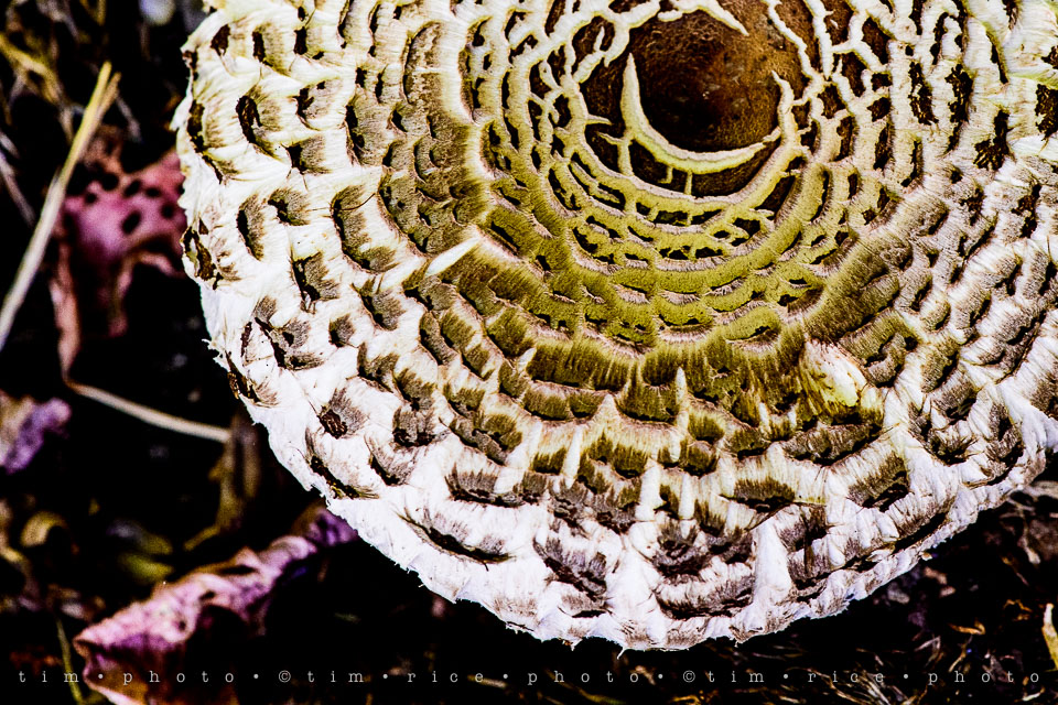 Yr7•281-366•2472•Mushroom