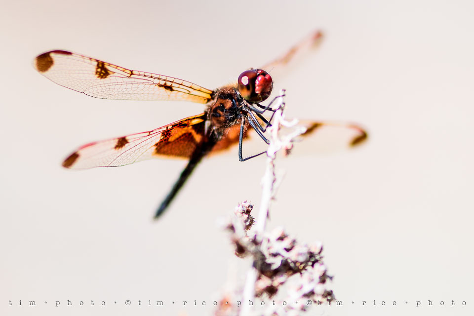 Yr7•282-366•2473•The Red Dragon