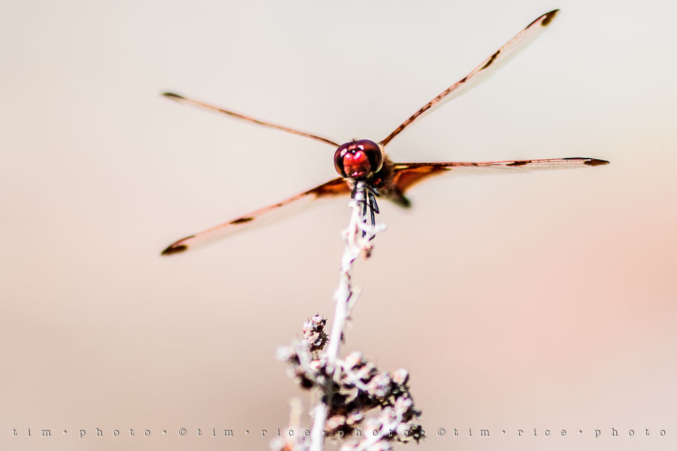 Yr7•282-366•2473•The Red Dragon