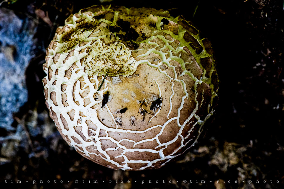 Yr7•283-366•2472•Mushroom