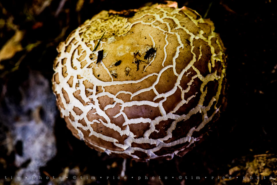 Yr7•284-366•2472•Mushroom