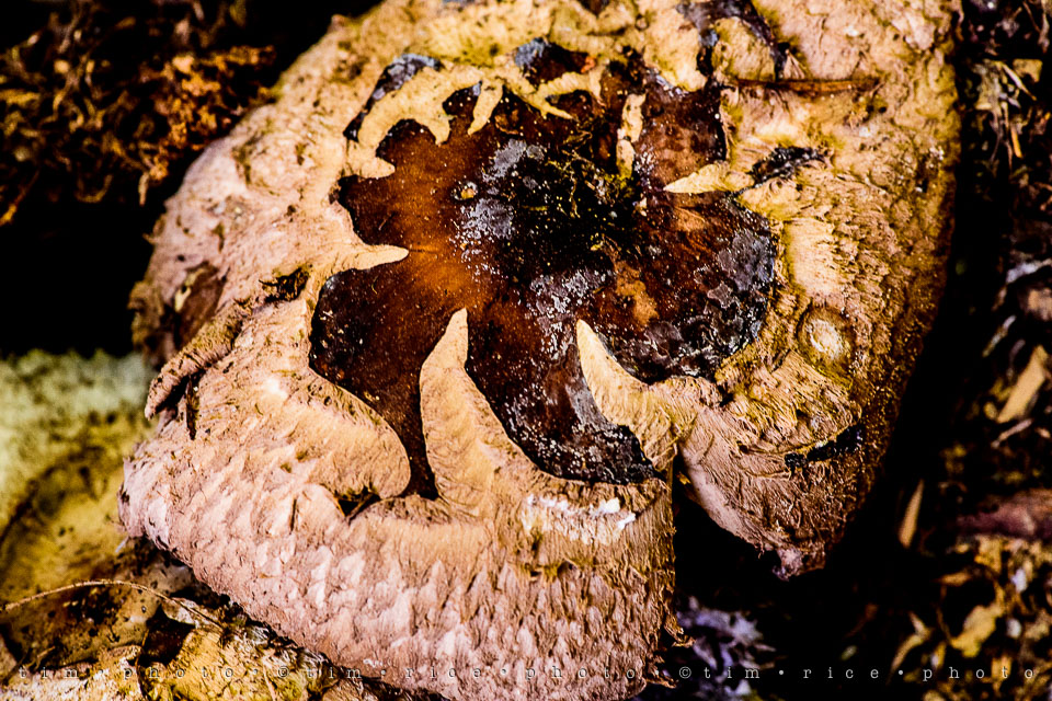 Yr7•285-366•2472•Mushroom