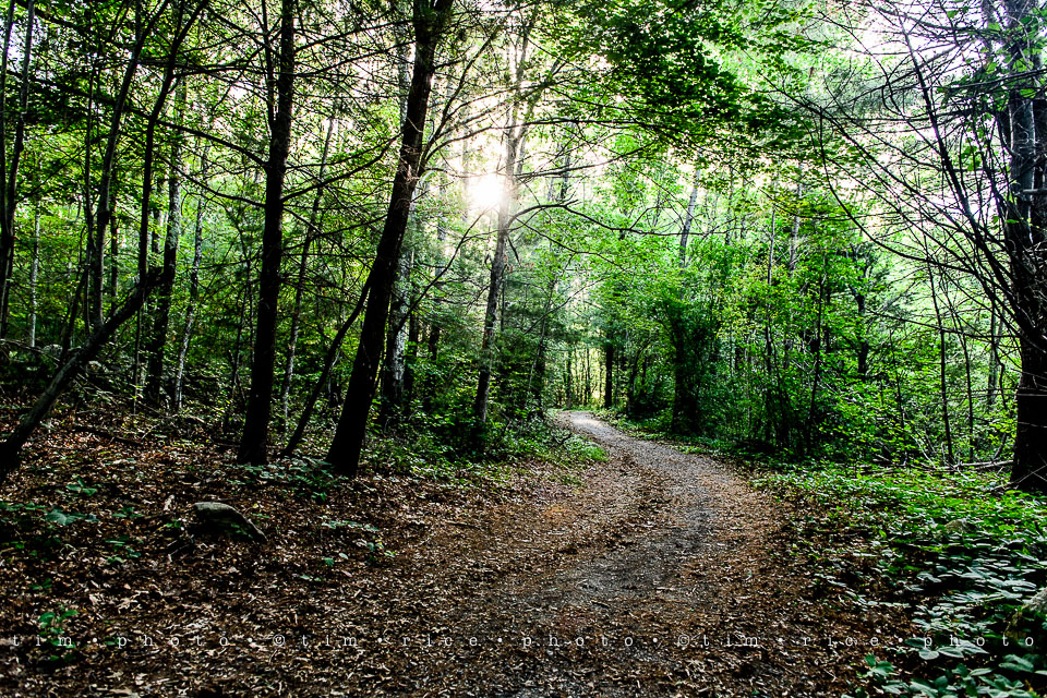 Yr7•289-366•2477•Medway Trail