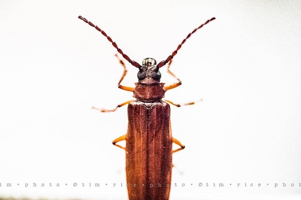 Yr7•299-366•2490•Flipside