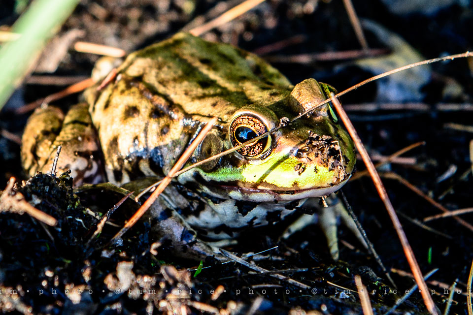 Yr7•303-366•2494•Frogger