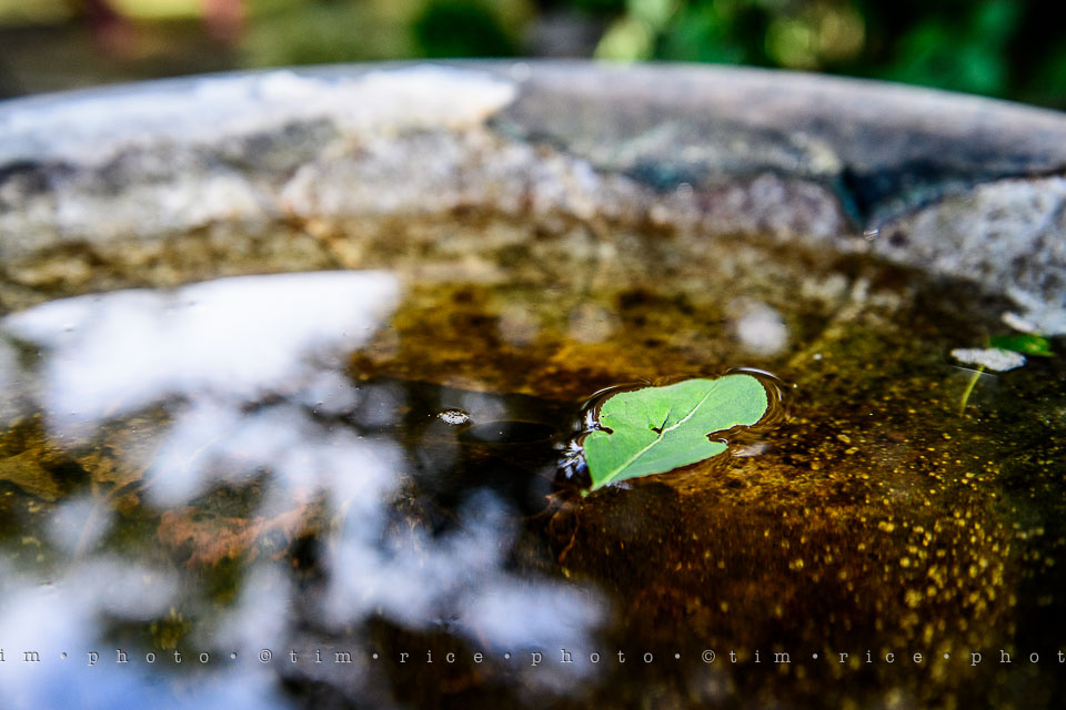 Yr7•306-366•2497•Leaf on Water