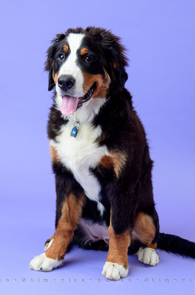 Yr7•309-366•2500•Josie @ 5 Months