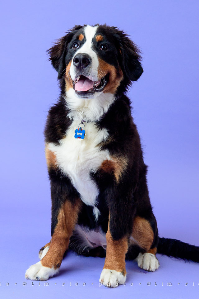 Yr7•310-366•2500•Josie @ 5 Months