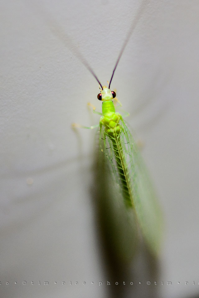 Yr7•313-366•2504•Glow Bug