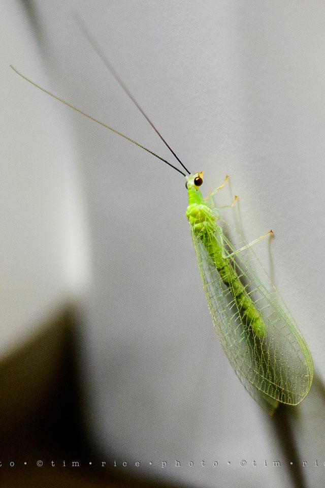 Yr7•313-366•2504•Glow Bug