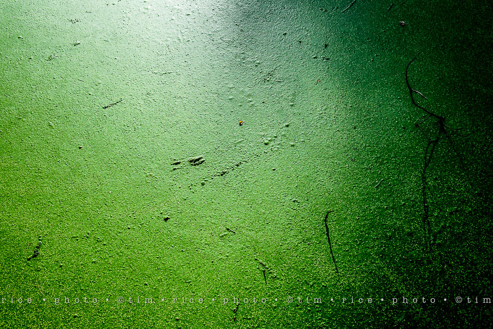 Yr7•314-366•2505•The Surface of