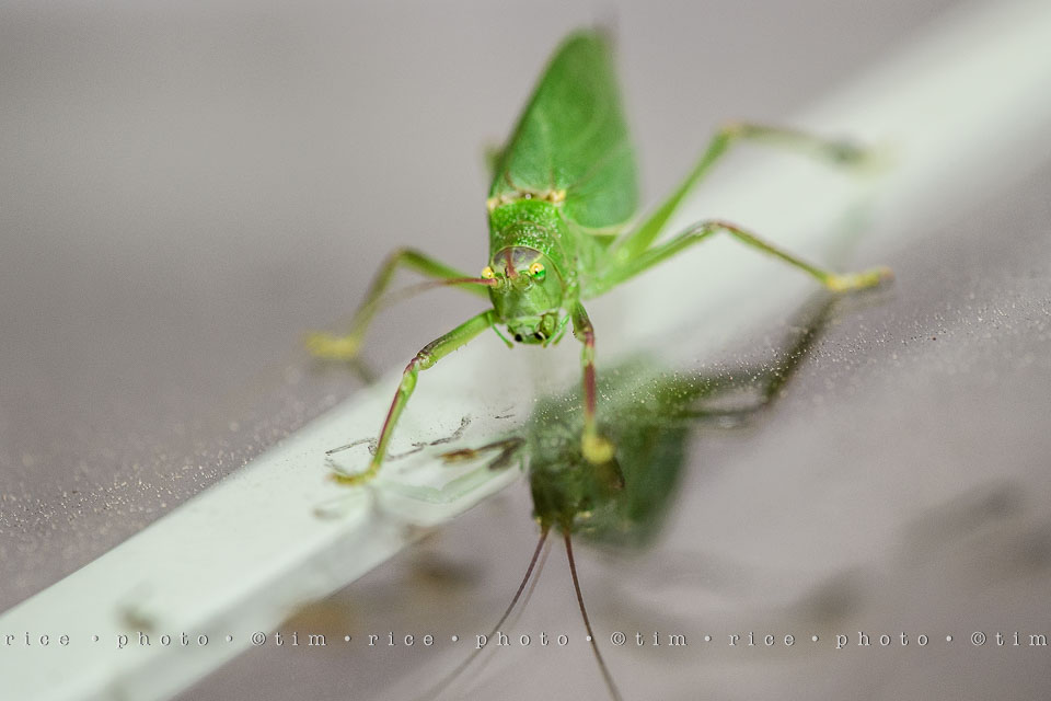 Yr7•316-366•2507•Bug