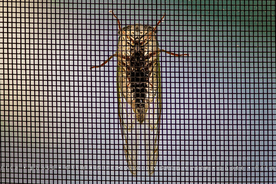 Yr7•321-366•2512•Flipside Too