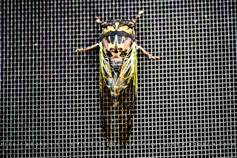 Yr7•321-366•2512•Flipside Too