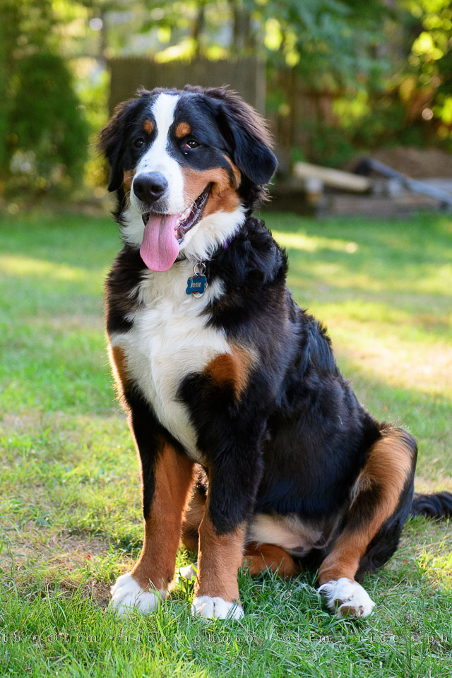 Yr7•330-366•2521•Happy Dog Day