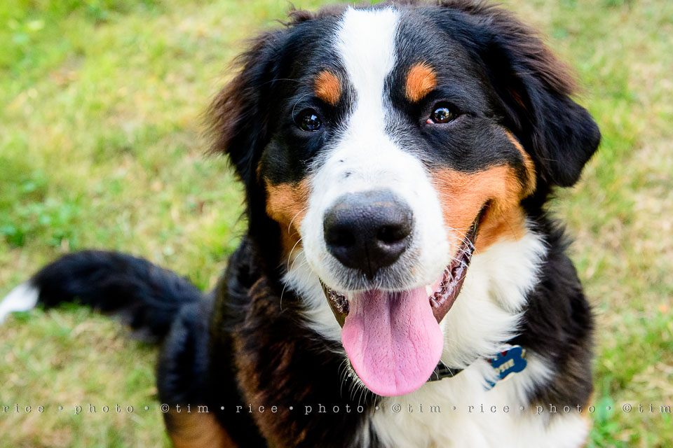 Yr7•330-366•2521•Happy Dog Day