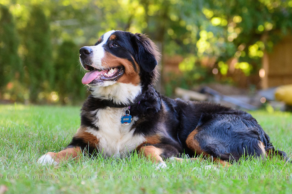 Yr7•331-366•2521•Happy Dog Day
