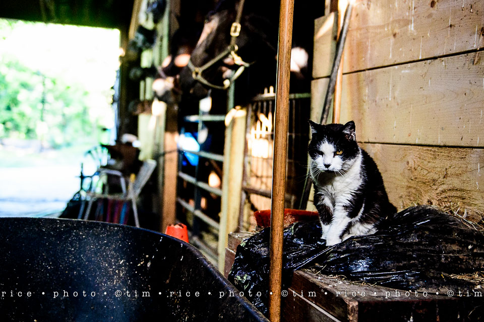 Yr7•332-366•2518•Shannon