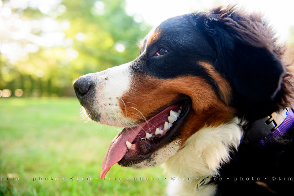 Yr7•332-366•2521•Happy Dog Day