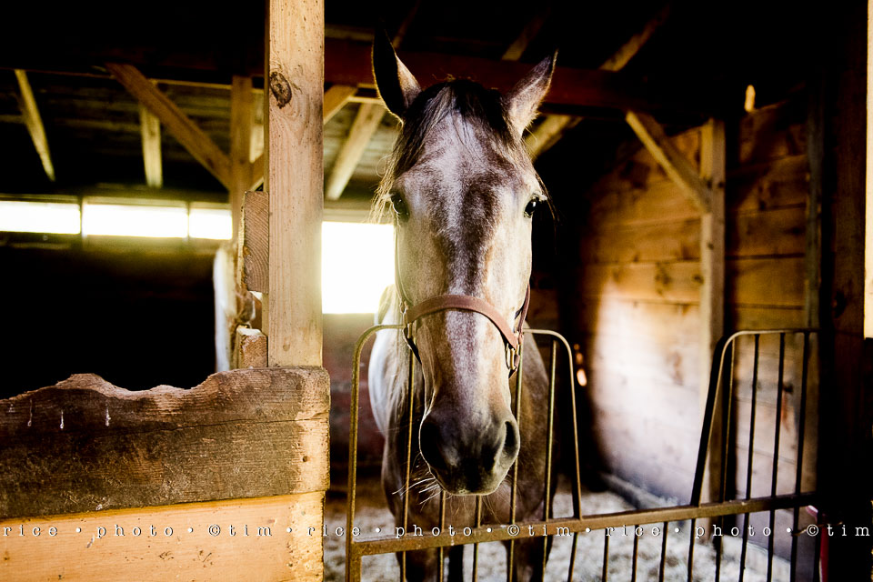 Yr7•333-366•2518•Shannon