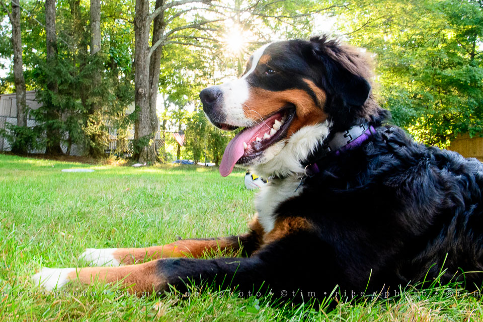 Yr7•333-366•2521•Happy Dog Day