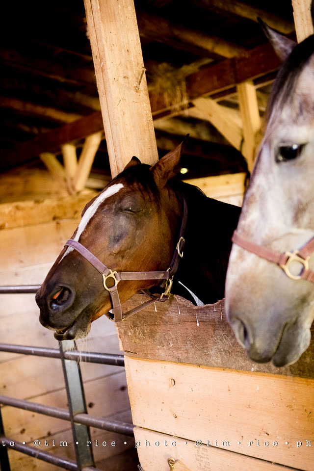 Yr7•334-366•2518•Shannon