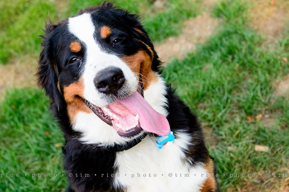 Yr7•334-366•2521•Happy Dog Day