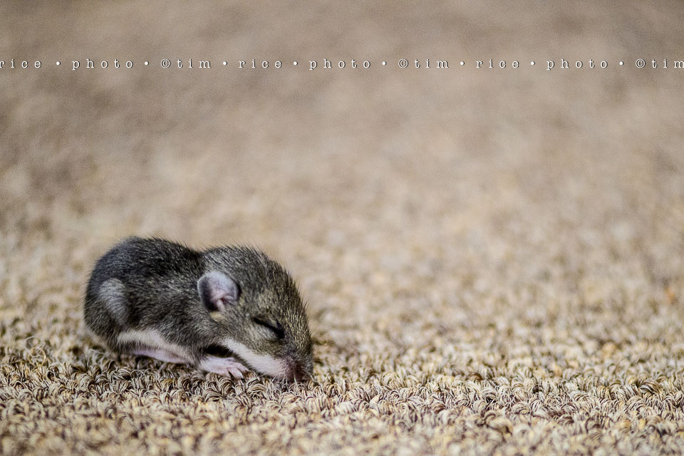 Yr7•334-366•2525•Mini Mouse