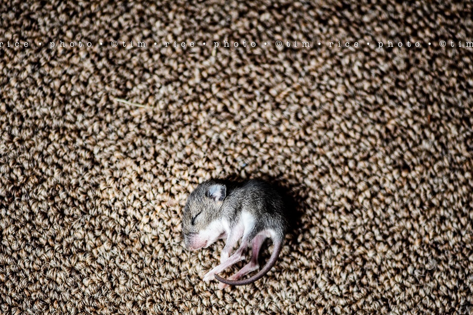 Yr7•334-366•2525•Mini Mouse