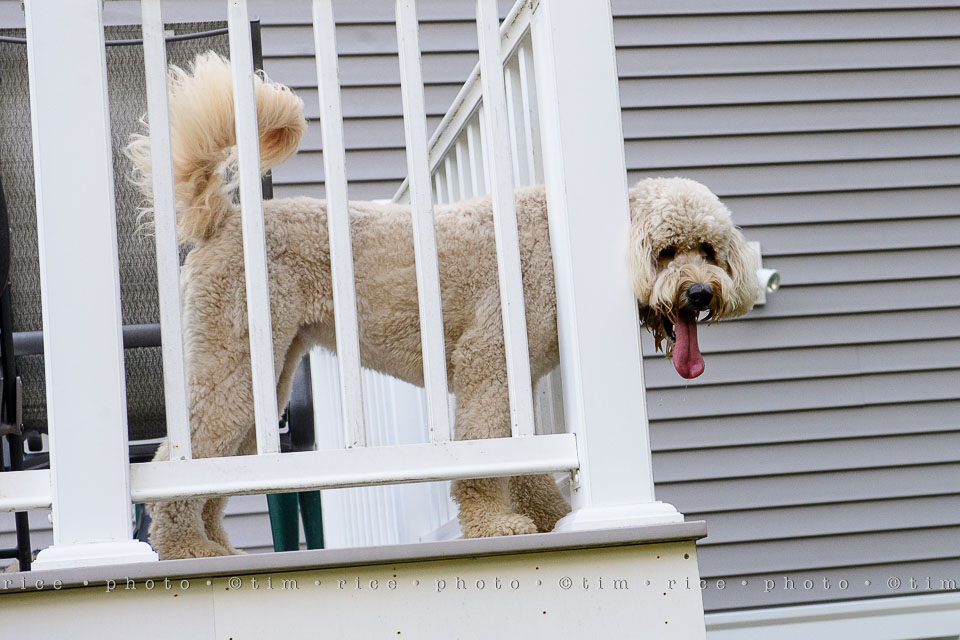 Yr7•335-366•2521•Happy Dog Day
