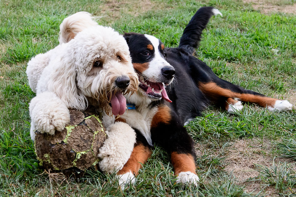 Yr7•336-366•2521•Happy Dog Day