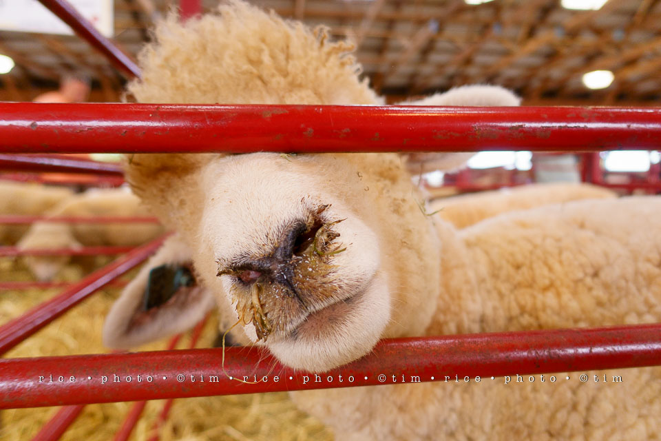 Yr7•339-366•2530•Fair Sheep