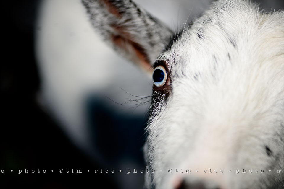 yr7%e2%80%a2344-366%e2%80%a22535%e2%80%a2eye-of-goat