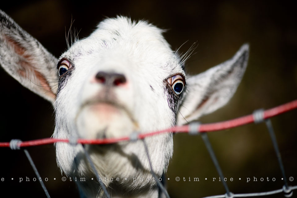 yr7%e2%80%a2344-366%e2%80%a22535%e2%80%a2eye-of-goat