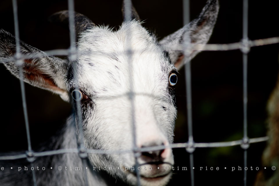 yr7%e2%80%a2345-366%e2%80%a22535%e2%80%a2eye-of-goat